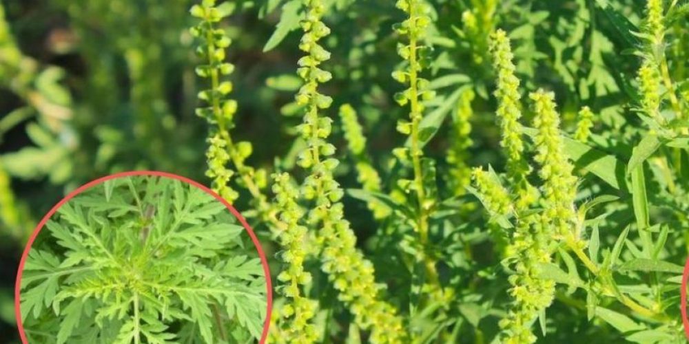 ambrozie-1-840x620-840x620