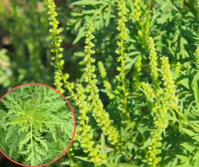 ambrozie-1-840x620-840x620