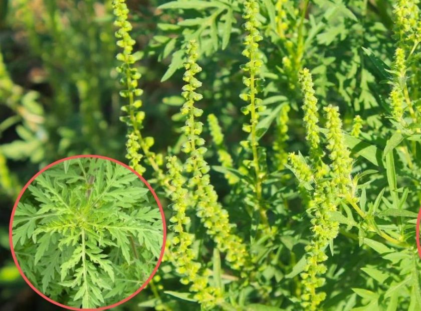 ambrozie-1-840x620-840x620